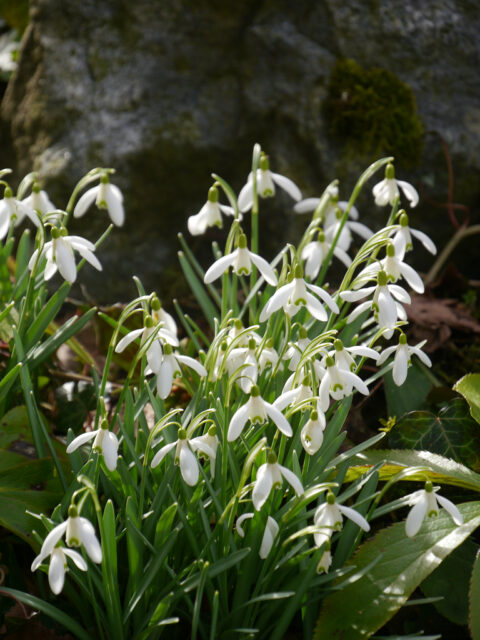 Galanthus nivalis, Schneeglöckchen