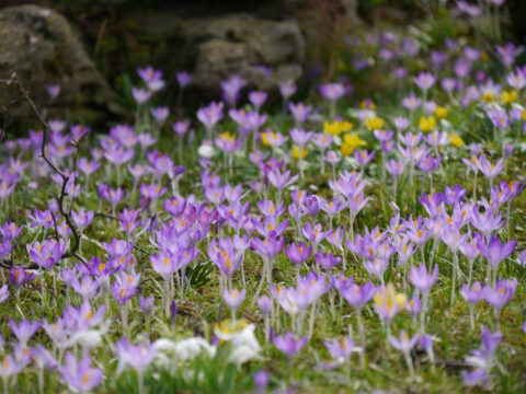 Die Elfen auf der Krokuswiese