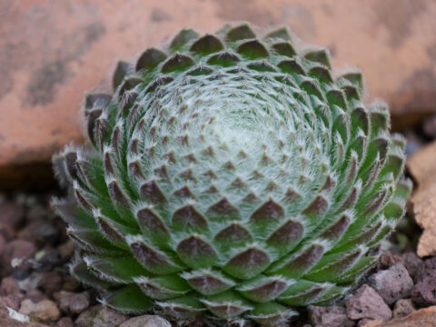 Sempervivum, Hauswurz