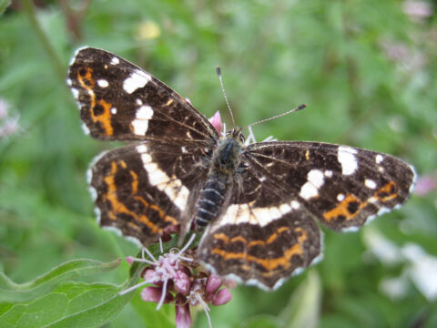 Landkärtchen Schmetterling