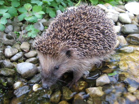 Igel am Bachlauf in Wurzerls Garten. 