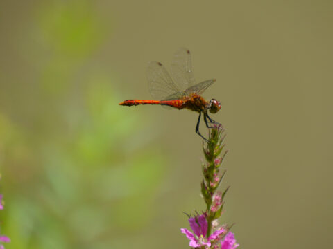 Heide-Libelle in Wurzerls Gartenteich