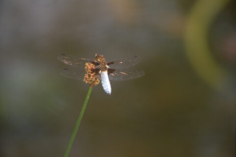 Plattbauch-Libelle in Wurzerls Gartenteich