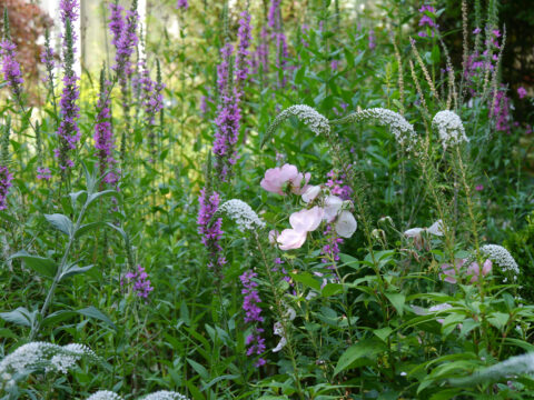 Stauden und Rose im Mixed Border