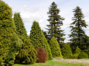 Pinetum Nymans Garden