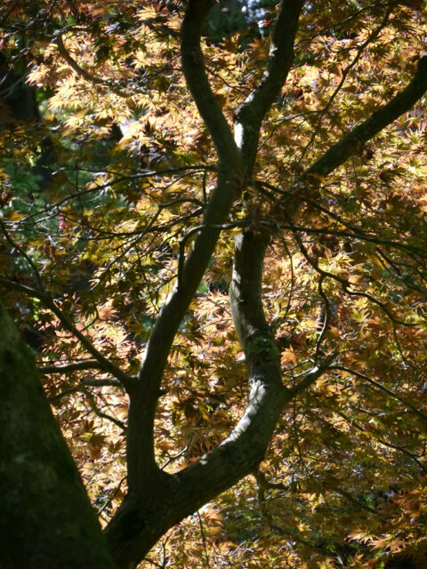 Blätterdach im Arboretum von Nymans