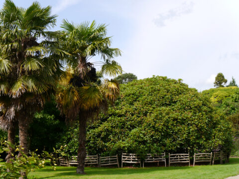 Trachycarpus fortunei (Chinesische Hanfpalmen) und alter Rhododendron in Nymans Garden