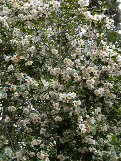 Eucryphia x nymansensis, Scheinulme, Nymans Garden