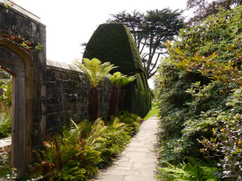 Palmfarne und Farne am Eingang in den ersten Mauergarten am Haus, Nymans Garden