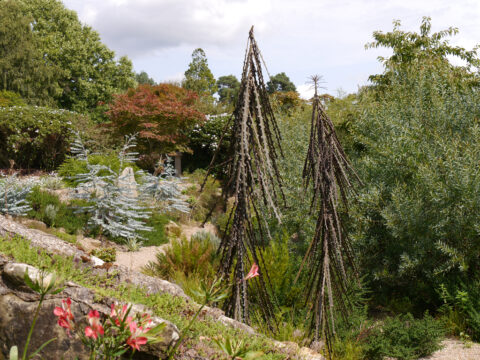 Australische Schlucht in Nymans Garden