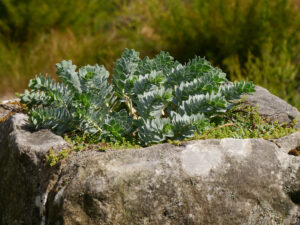 Walzen-Wolfsmilch, Euphorbia myrsinites, Mauerkrone in  Nymans Garden