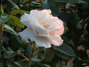 Rose 'Herkules' im Rosengarten