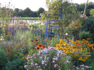 Rose 'The Fairy' und Rudbeckia im Rosengarten