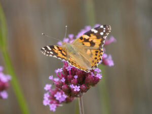 Distelfalter auf Verbena bonariensis