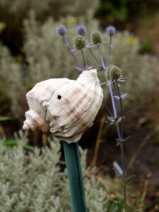 Muschel mit Eryngium