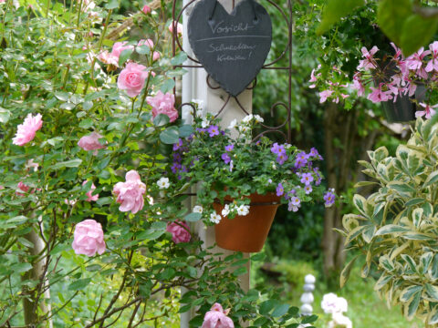 Rosa 'Bonica 82' und Bacoba monnieri in Wurzerls Garten