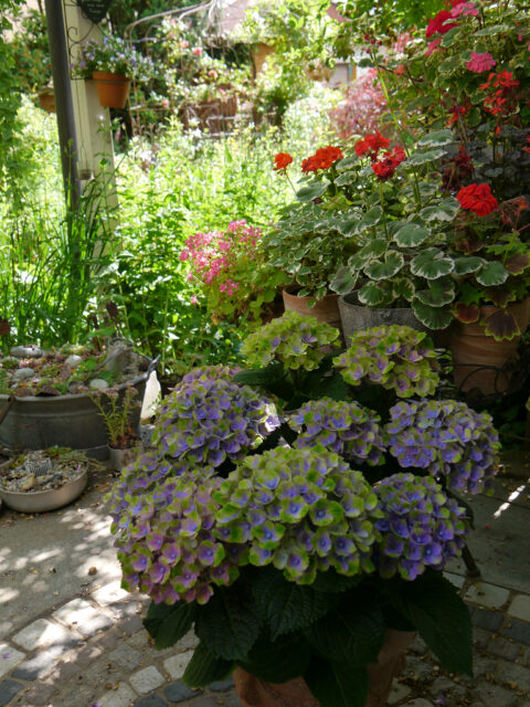 Hydrangea 'Amethyst Blue', historische Pelargonien Sorten auf der Terrasse von Wurzerls Garten.