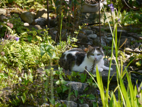 Die Nachbarkatze auf dem Bach-Übergang in Wurzerls Garten