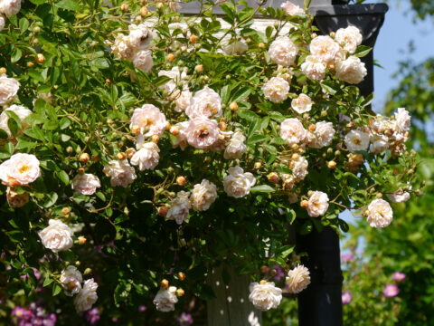 Rosa 'Ghislaine de Féligonde' in Wurzerls Garten