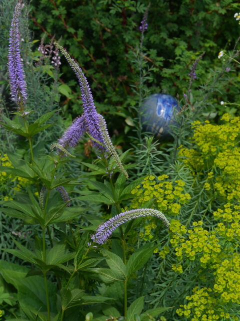 Kandelaber-Ehrenpreis (Veronicastrum) und Wolfsmilch (Euphorbia)