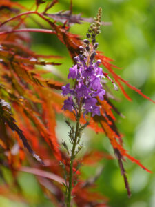 Linaria purpurea und japanischer Fächerahorn in Wurzerls Garten