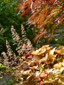 Heuchera 'Caramel', Purpurglöckchen und japanischer Fächerahorn in Wurzerls Garten