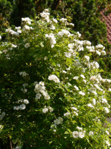 Rosa 'Guirlande d'Amour' in Wurzerls Garten