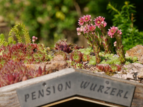 Das Insekten-Hotel "Pension Wurzerl" in Wurzerls Garten