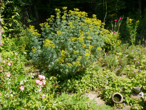 Ruta graveolens, Weinraute am Rand des Steingartens in Wurzerls Garten