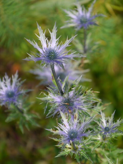 Mannstreu  (Eryngium alpinum), Steingarten in Wurzerls Garten