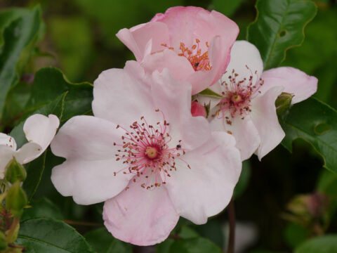 Rosa 'Sweet Pretty' in Wurzerls Garten