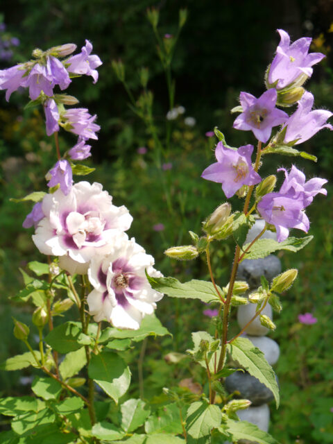 Rosa 'Eyes for You' und Campanula trachelium, nesselblättrige Glockenblume in Wurzerls Garten