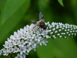 Schneefelberich, Lysimachia clethroides mit Bremse