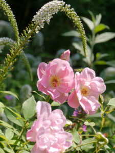 Rosa 'The Lady's Blush' und Schneefelberich, Lysimachia clethroides