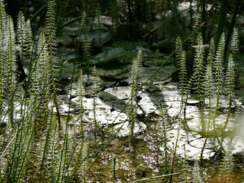 Der Gartenteich in Wurzerls Garten