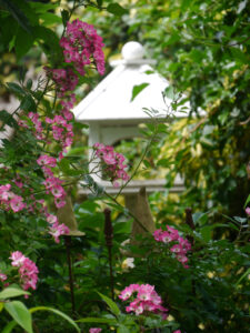 Rosa 'Mozart' in Wisteria-Ecke vor der Terrasse