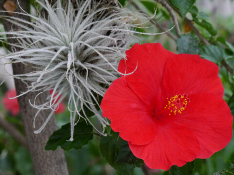 Hibiscus und Tillandsia