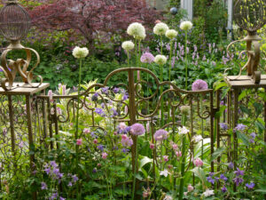 Das Paradiestor mit Allium und Akelei im Mai