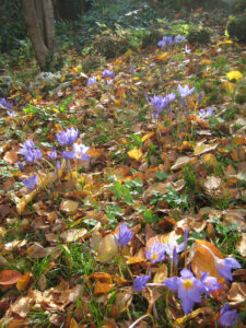 Herbstkrokus 'Artabir'