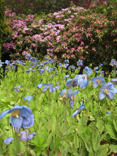 Meconopsis grandis, blauer Scheinmohn