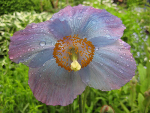 Meconopsis x sheldonii