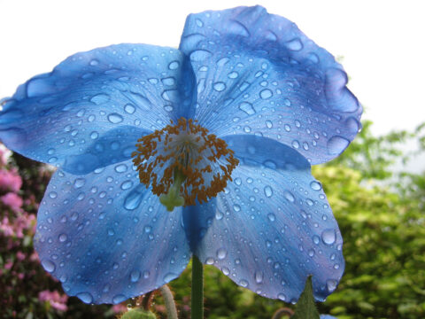 Meconopsis grandis, Himalaya-Scheinmohn