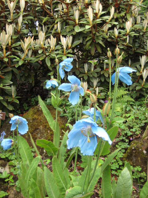 Meconopsis betonicifolia vor Rhododendren