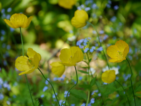 Meconopsis cambrica, gelber Scheinmohn