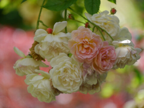 Rose 'Ghislaine de Féligonde' in Wurzerls Garten