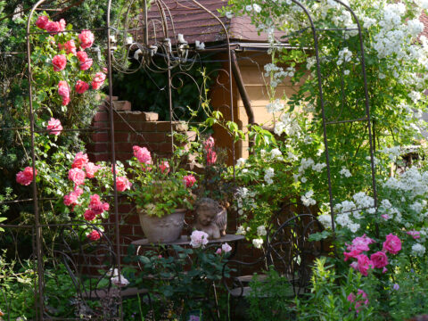 Rosen-Rondell in Wurzerls Garten mit 'Morning Jewel', 'Guirlande d'Amour' und 'Rosarium Uetersen'