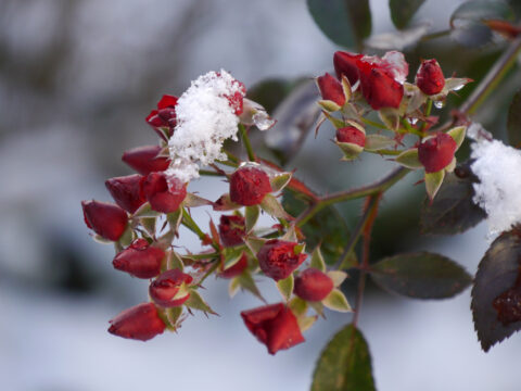 Rose 'Fairy Bouquet',die Knospenrose in Wurzerls Garten