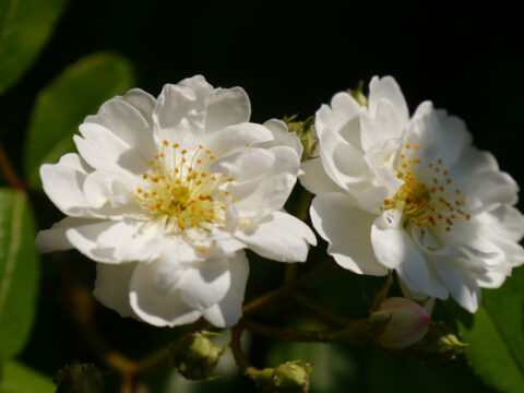 Rambler-Rose 'Guirlande d'Amour' in Wurzerls Garten