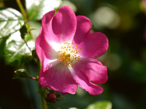 Rosa 'Rosenreigen' in Wurzerls Garten