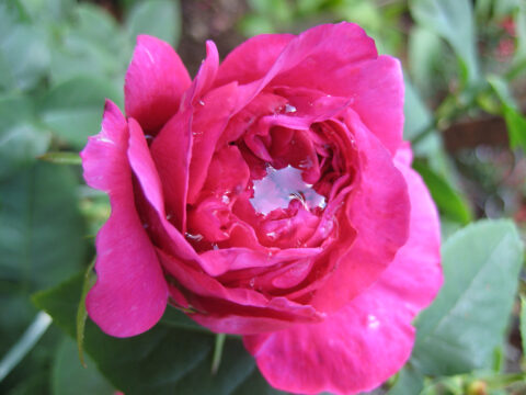 Rose 'The Dark Lady'